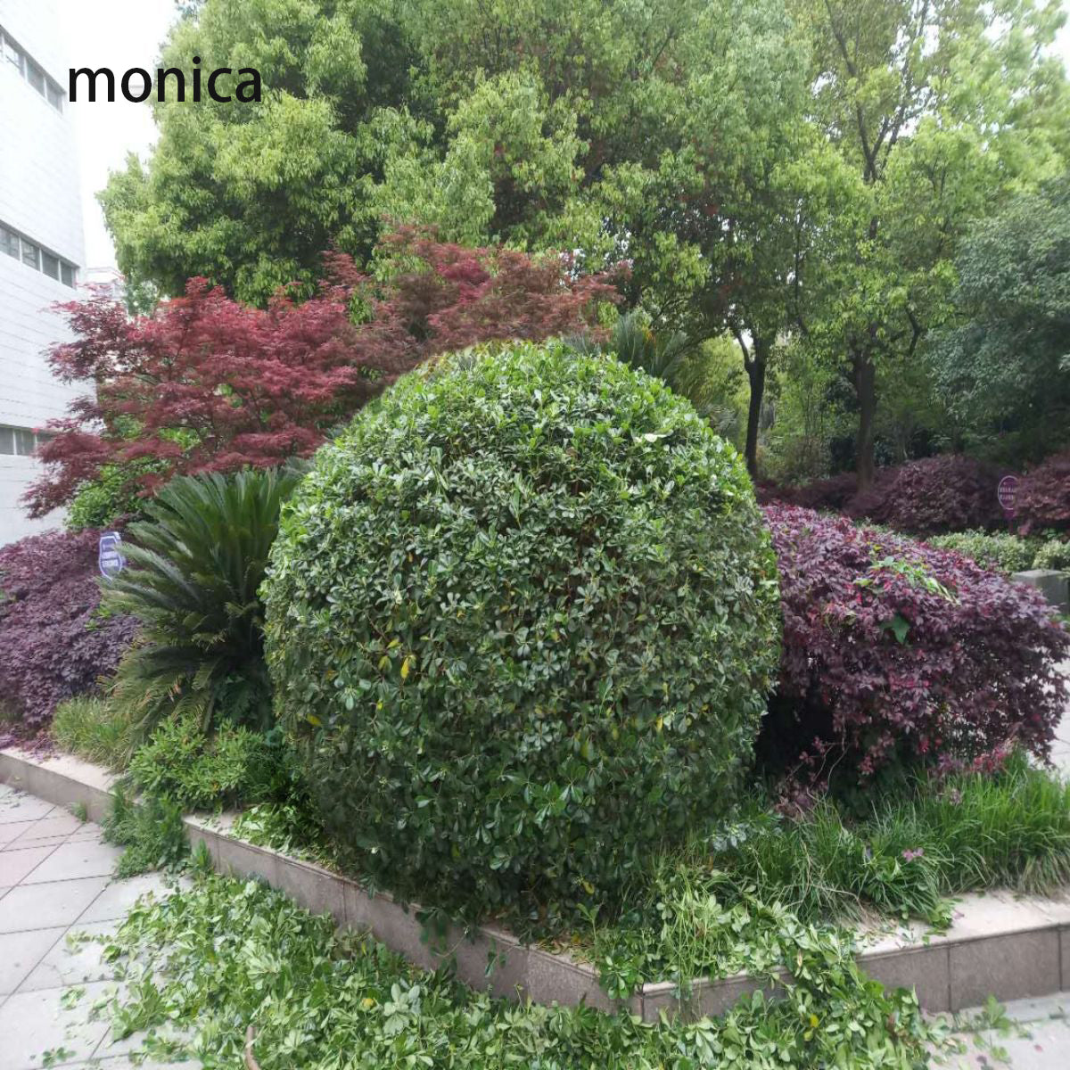 monica Horticultural services To provide a cleaner, greener and more sustainable environment. 