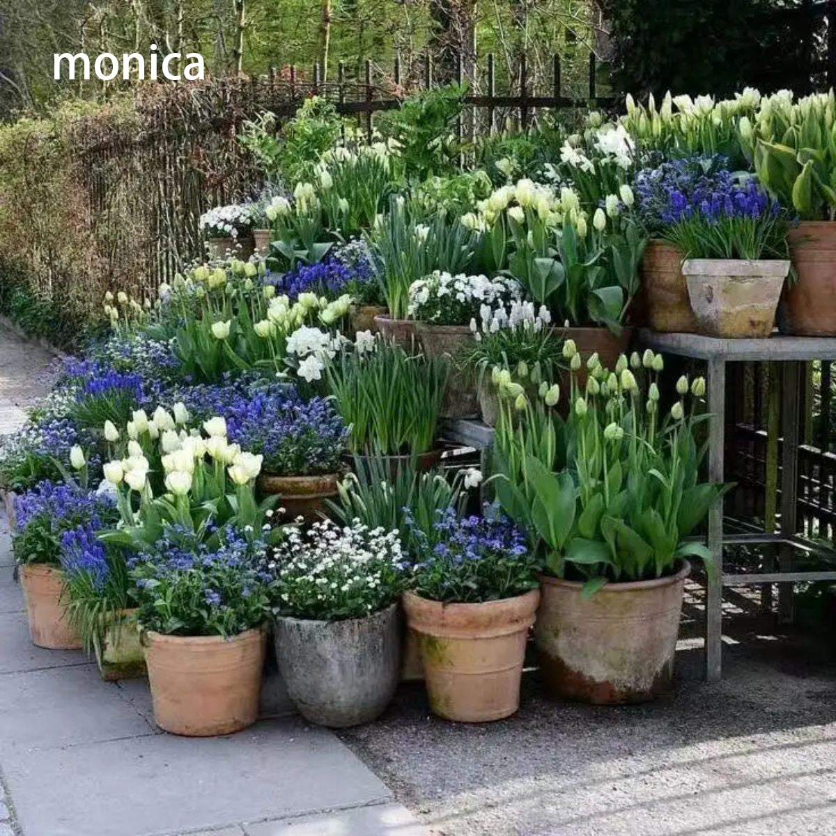 monica Horticultural services To provide a cleaner, greener and more sustainable environment. 