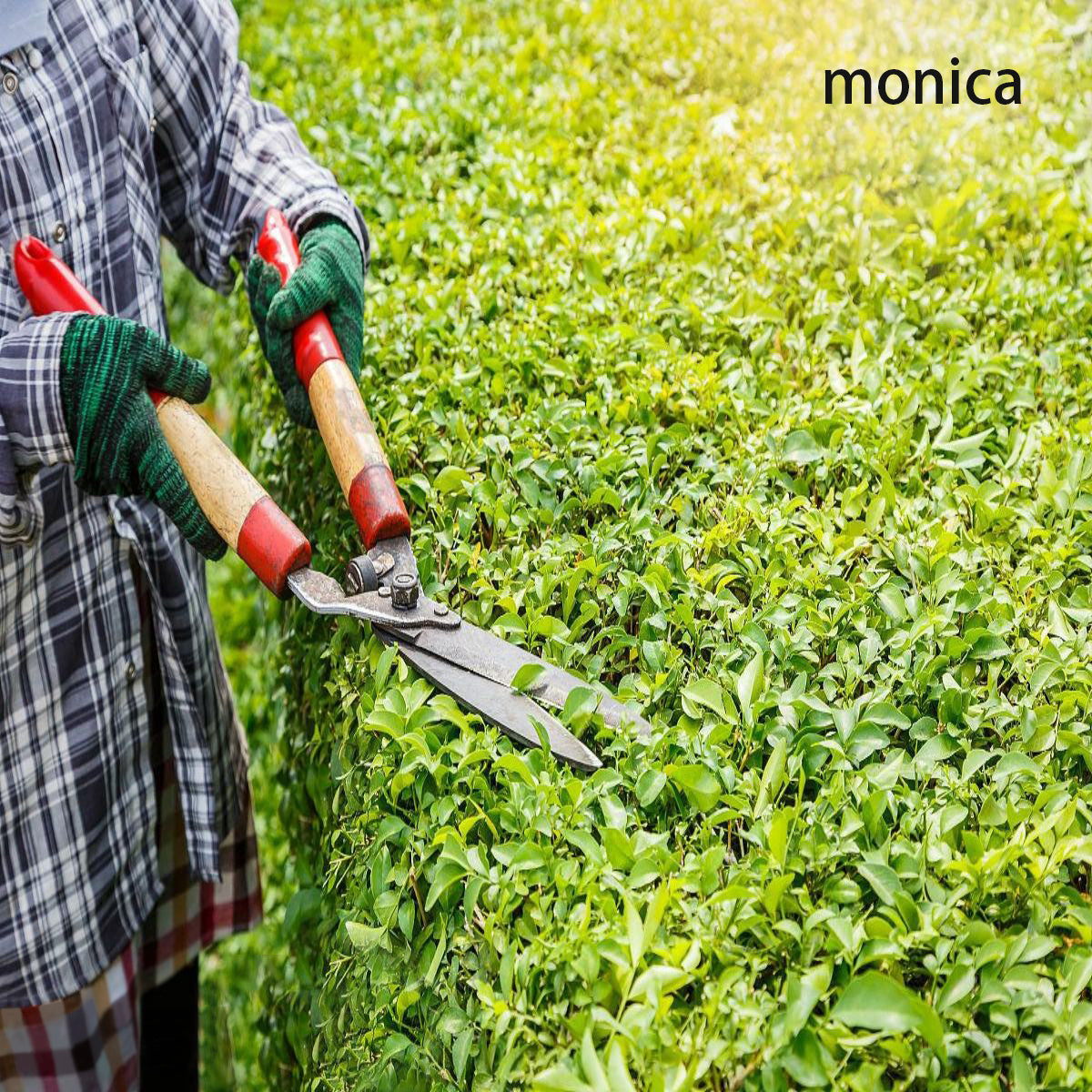 monica Horticultural services To provide a cleaner, greener and more sustainable environment. 